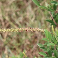 Indigofera hirsuta L.